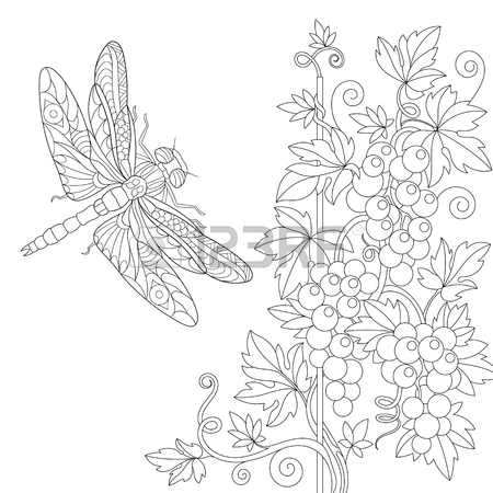 450x450 Coloring Page Of Dragonfly And Grape Vine. Freehand Sketch Drawing