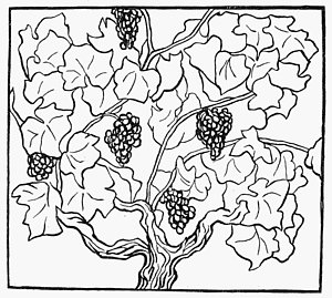 300x269 Grape Vine Drawings Fine Art America