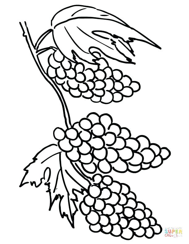 612x792 Grapes Coloring Pages Grapes Clusters Coloring Pages Grapes Vine