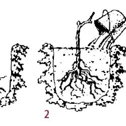 250x250 Planting Grape Vines