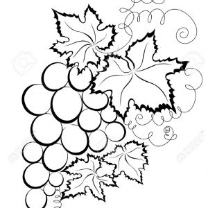 300x300 Bunch Of Grapes Sketch Vector Bunch Adult