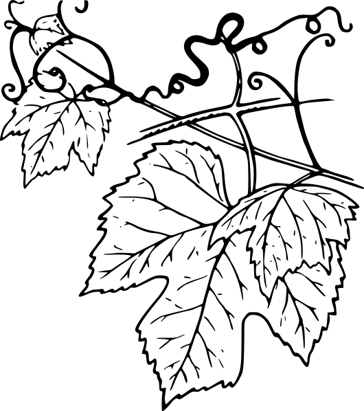 530x598 Grape Vine
