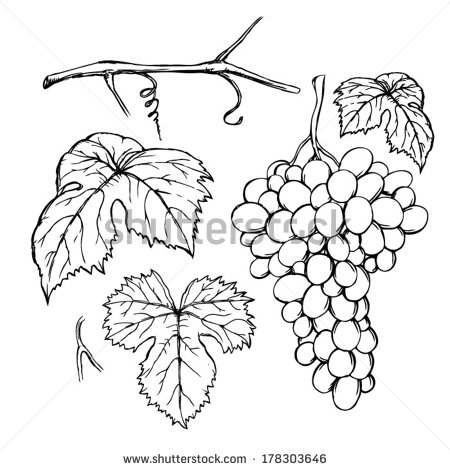 450x470 Grapes Vine Drawing