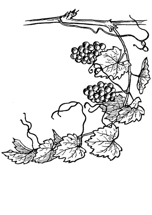 531x750 Coloring Page Grape Vine