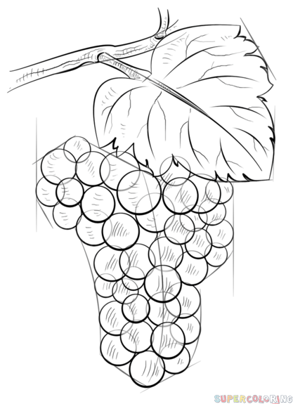 417x575 How To Draw Grapes Step By Step. Drawing Tutorials For Kids