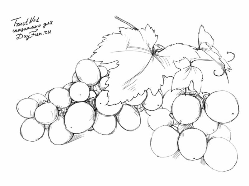 800x600 How To Draw Grapes Step By Step