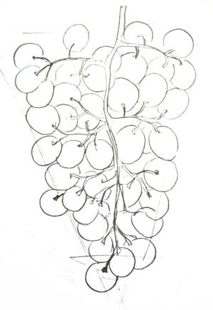 300x436 How To Draw Grapes Step By Step