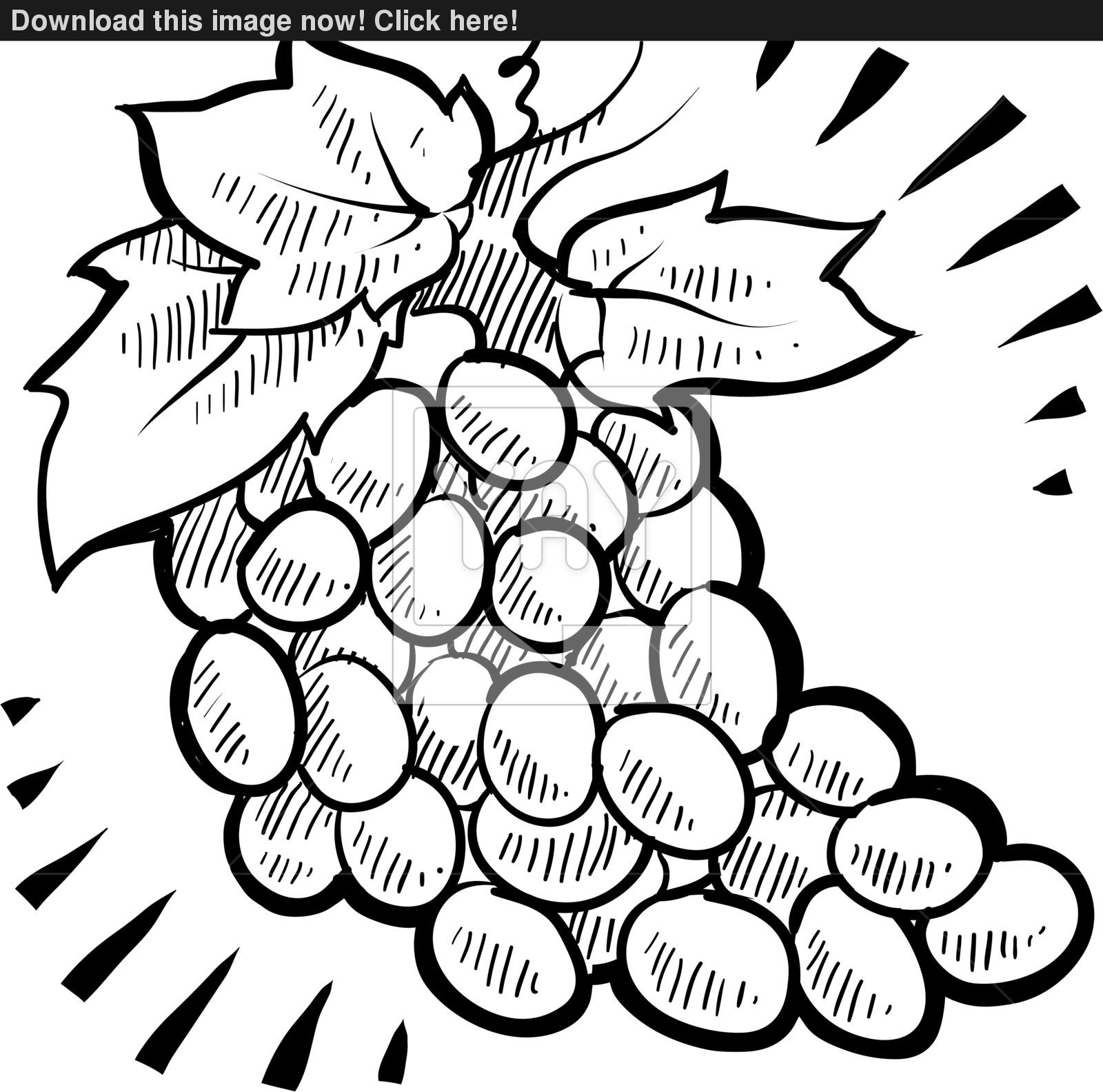 1600x1584 Bunch Of Grapes Sketch Vector