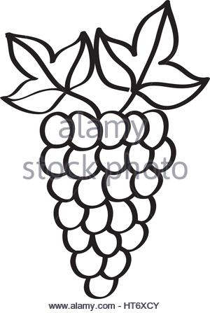 300x447 Grapes Fresh Fruit Drawing Icon Stock Vector Art Amp Illustration