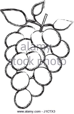 300x461 Monochrome Sketch Silhouette Of Bunch Of Grapes With Branch
