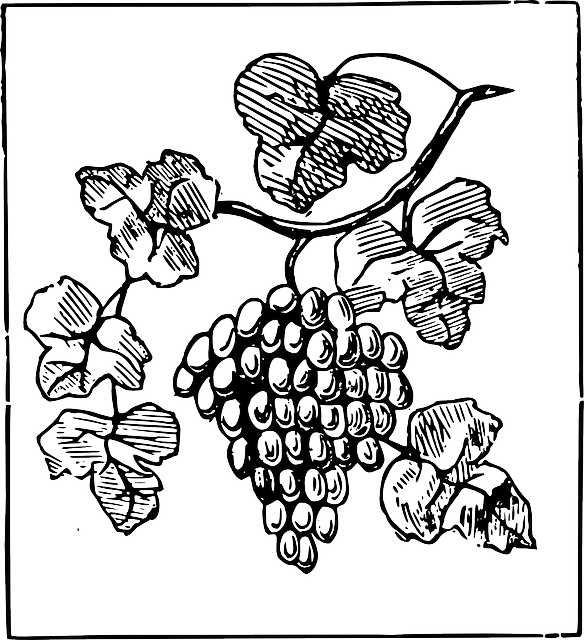 584x640 Drawn Fruit Grape Plant
