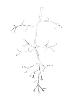 300x430 How To Draw Grapes Step By Step