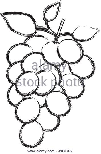 354x540 Bunch Of Grapes Sketch Stock Photos Amp Bunch Of Grapes Sketch Stock