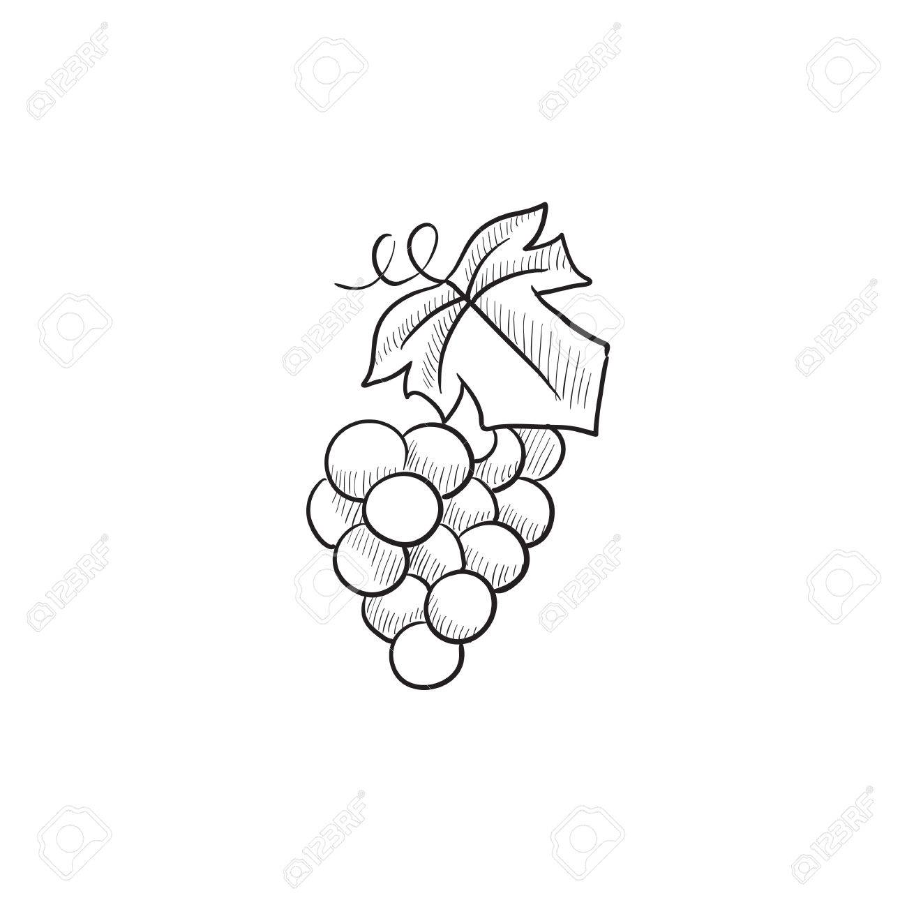 1300x1300 Bunch Of Grapes Vector Sketch Icon Isolated On Background. Hand