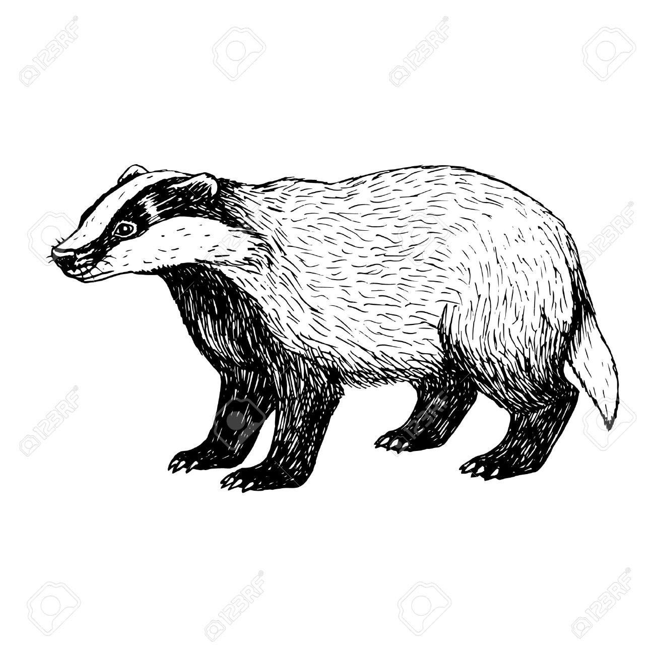 1300x1300 Hand Drawn Badger. Retro Sketch Isolated. Vintage Style. Doodle