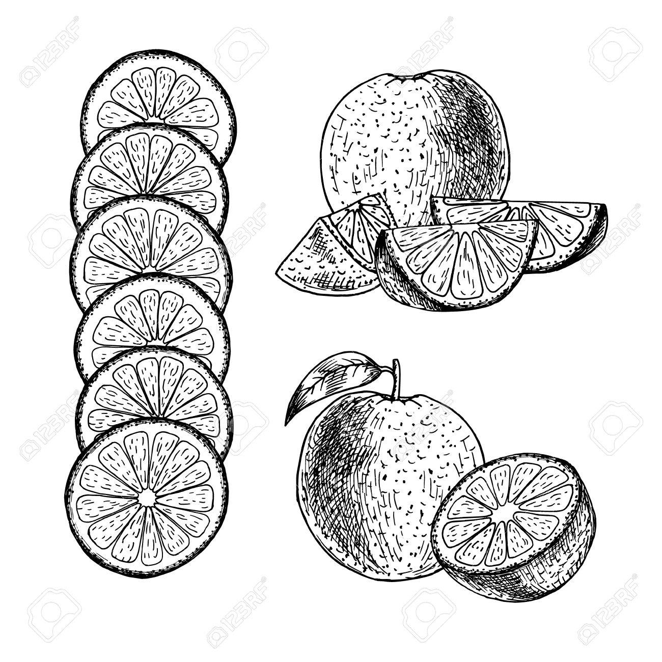 1300x1300 Hand Drawn Set Of Orange. Retro Isolated Sketches. Vintage