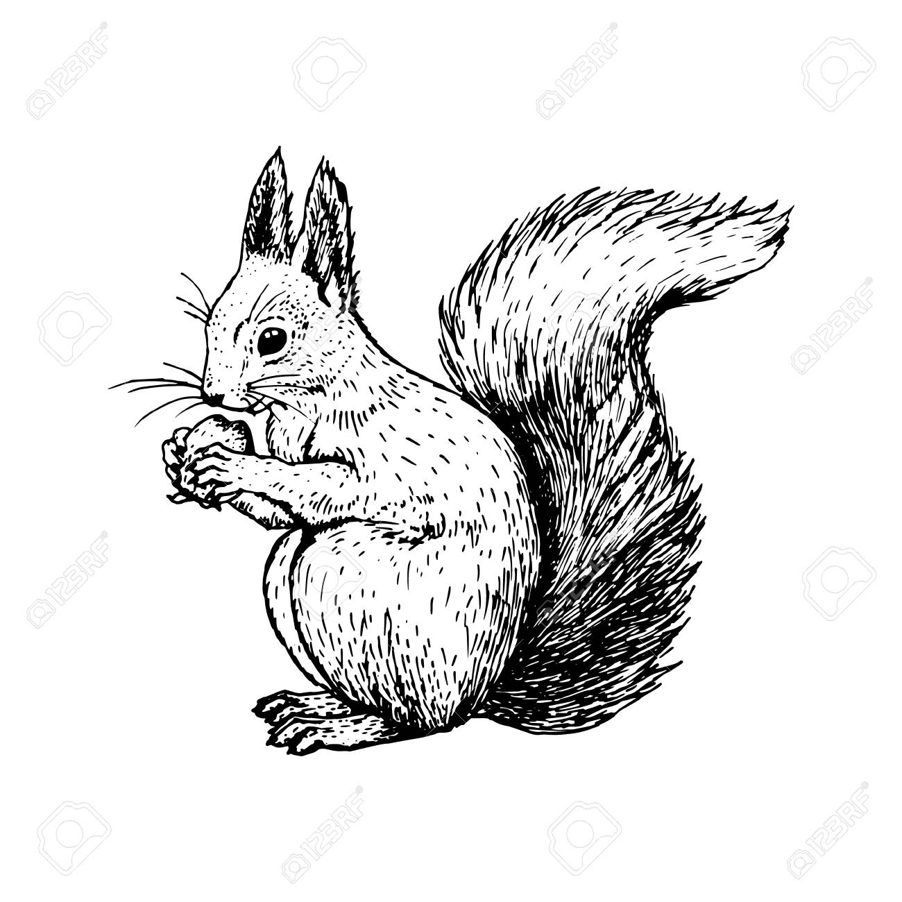 1300x1300 Hand Drawn Squirrel. Retro Realistic Animal Isolated. Vintage