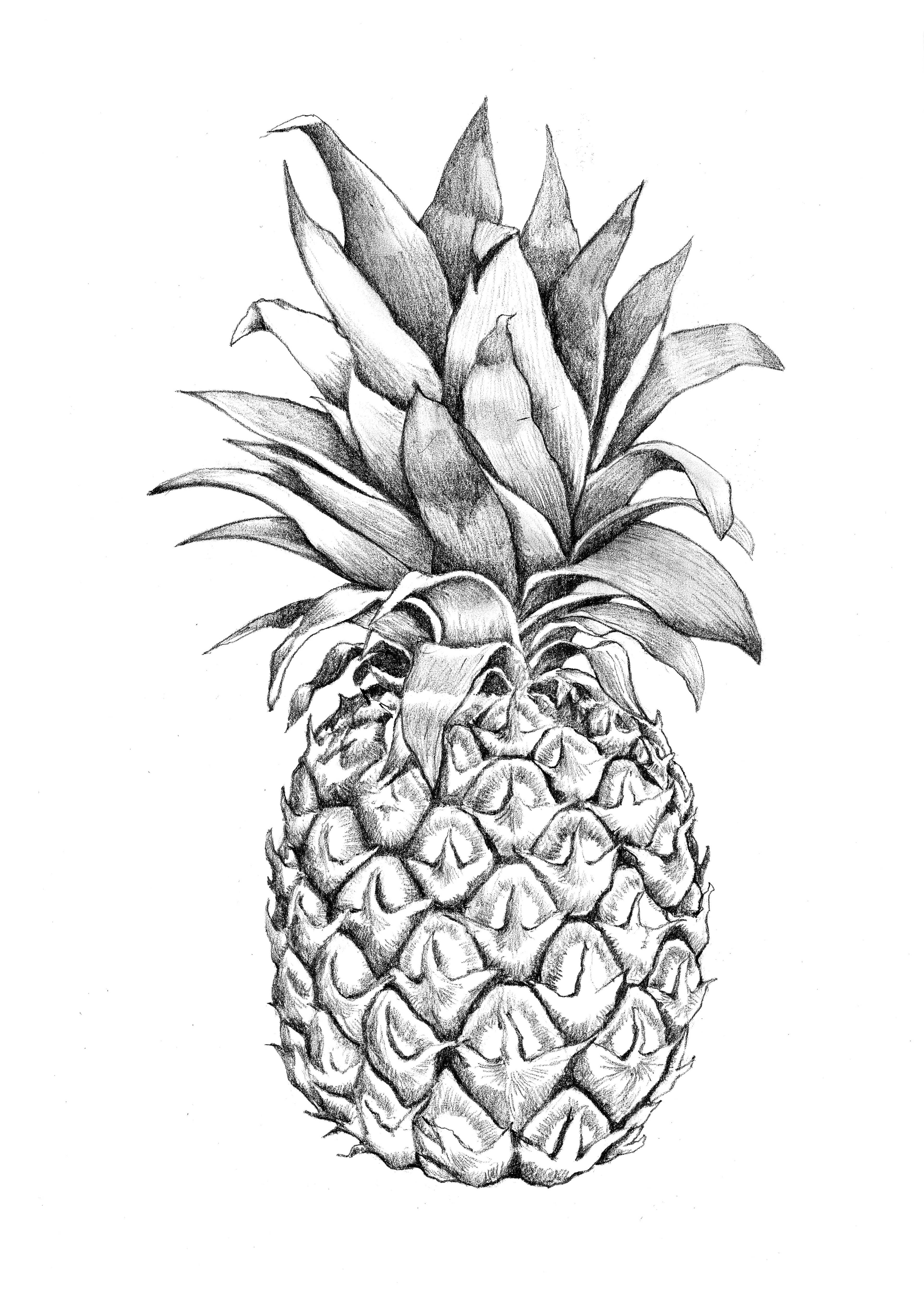 3543x5011 Images For Gt Pineapple Graphic Design Pineapples