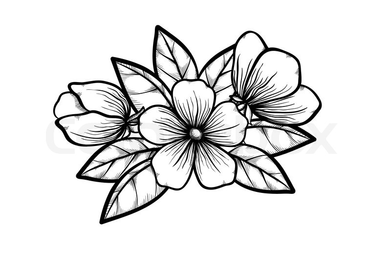800x555 Branch Of A Blossoming Tree In Graphic Black White Style, Drawing