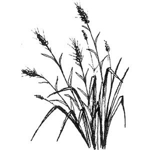 300x300 Grass And Flowers Drawing Grass Background Drawing For Drawings