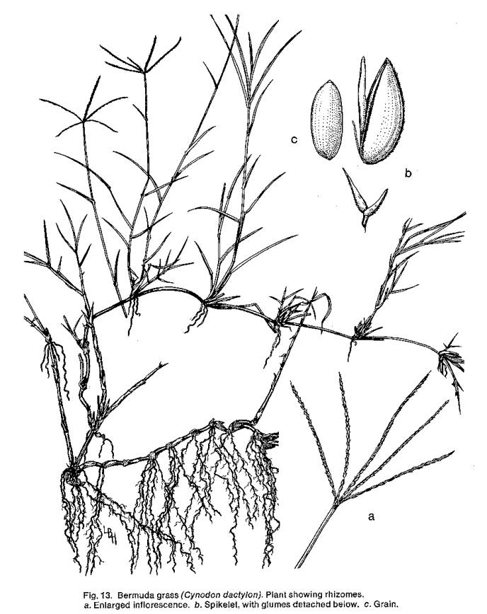 688x868 Bermuda Grass Line Drawing