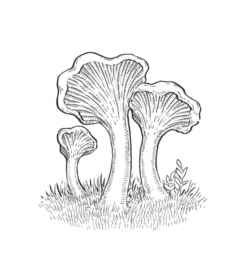850x872 How To Draw A Mushroom