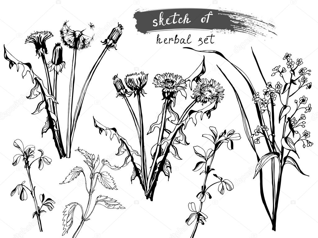 1024x768 Sketch Of Wild Field Flowers And Grass. Stock Vector Galina72