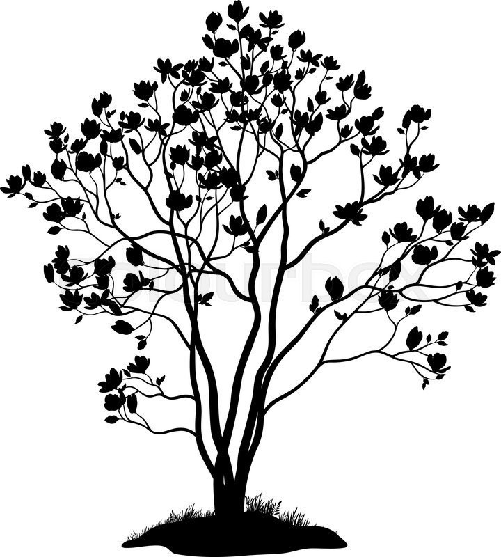 720x800 Spring Magnolia Tree With Flowers, Leaves And Grass Black