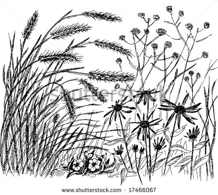 450x403 Botanical Drawings Of Grasses Meadow With Ears And Flowers