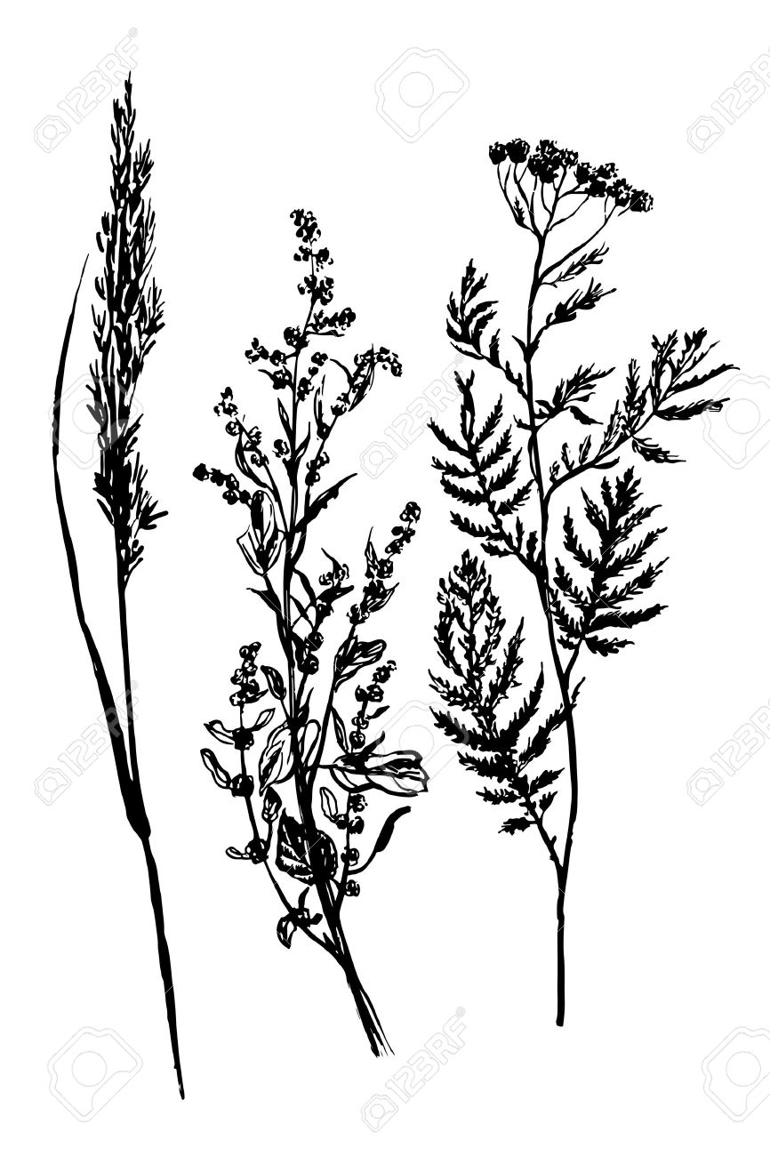 866x1300 Drawing Sketch Set Of Three Field Herbs, Tansy, Wormwood