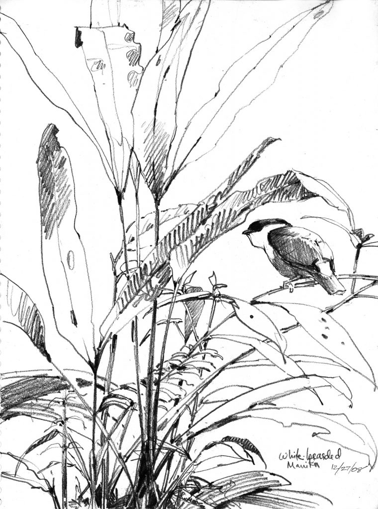 760x1024 Perched On A Page The Bird Sketches Of Debby Kaspari Taking Flight