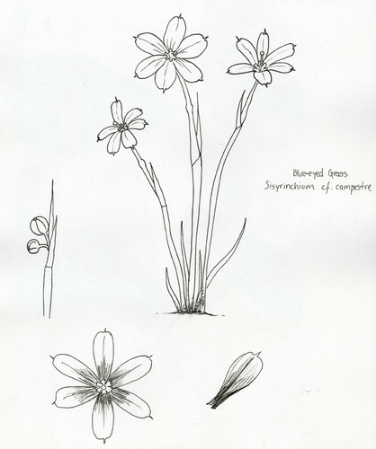 418x500 Blue Eyed Grass By Rafael Estrella