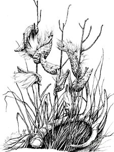 225x300 Wildflower Field Drawings Fine Art America