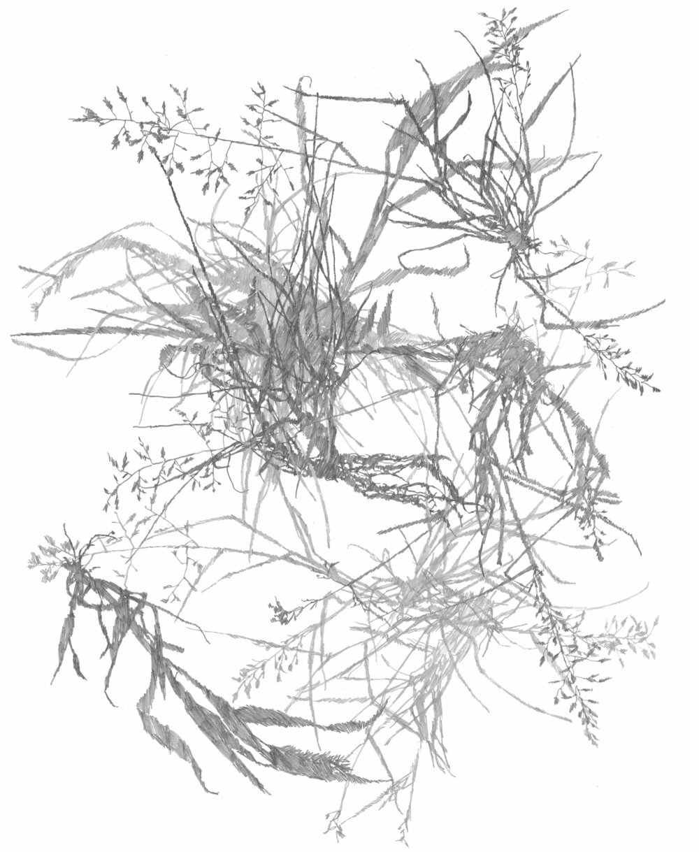 1000x1219 Drawing Hannah Marie Smith