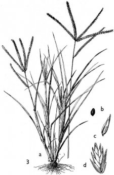 225x344 Eleusine Indica (L.)