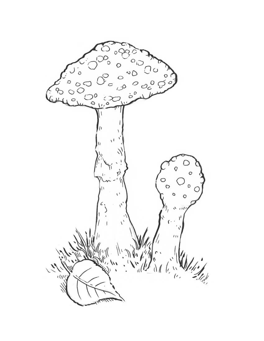850x1097 How To Draw A Mushroom