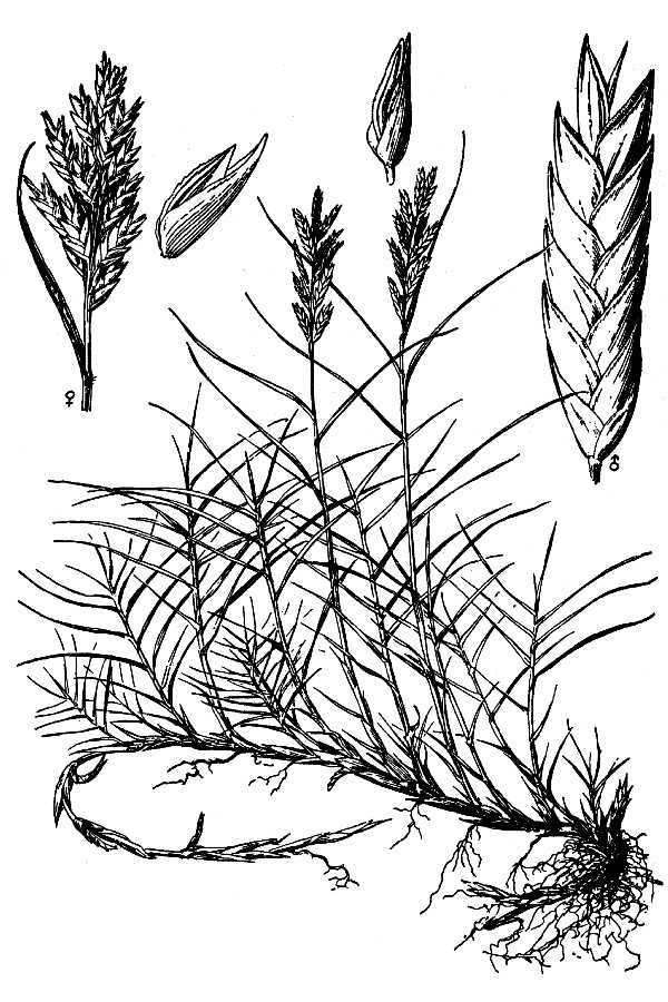 600x900 Rhizome For Week 10, Desert Salt Grass Large Line Drawing