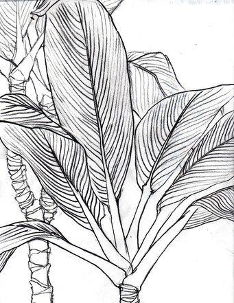 341x441 Contour Line Drawings Of Leaves