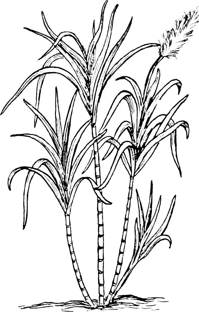 652x1024 Coloring Page Sugarcane