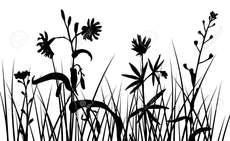 800x491 Flower Border Grass Pencil Drawing Gardening Flower And Vegetables