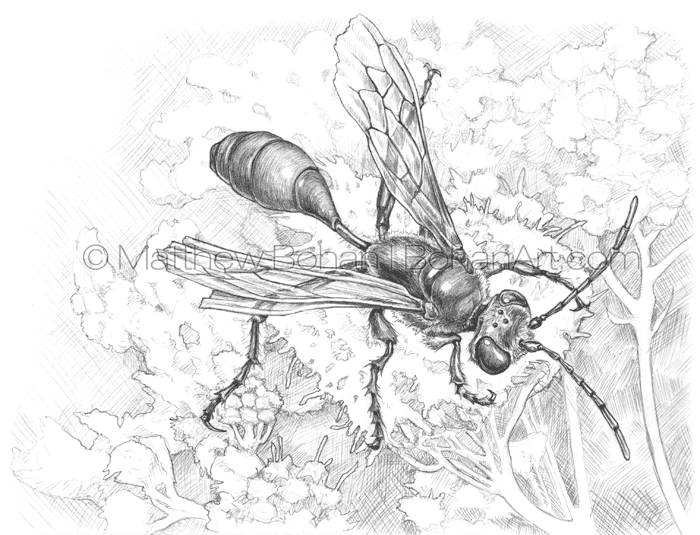 700x535 Grass Carrying Wasp Pencil Sketch P67 Bohan Art