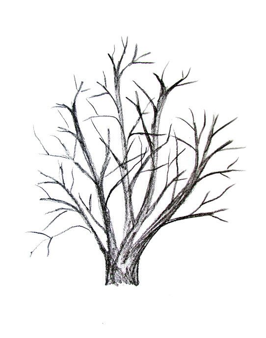 542x690 How To Draw A Tree Tutorial Rocks Tutorials