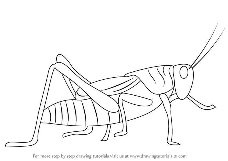 800x566 Learn How To Draw A Grasshopper (Insects) Step By Step Drawing