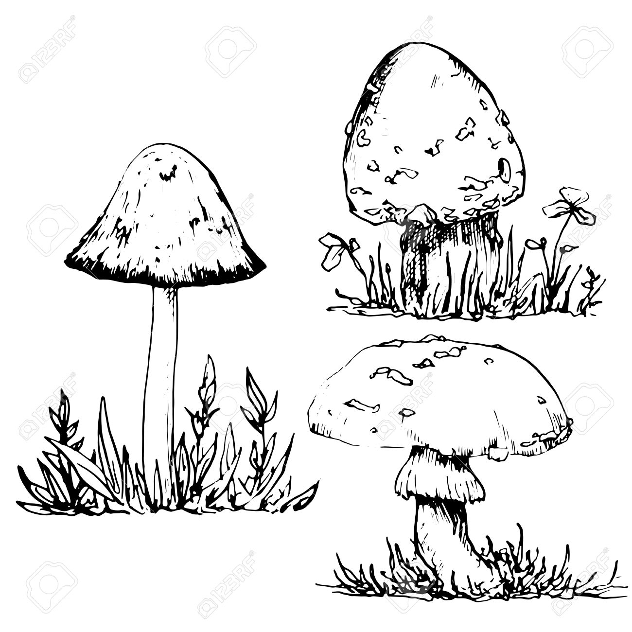 1300x1300 Poisonous Mushrooms At Grass, Ink Pen Drawing Set, Vintage Style