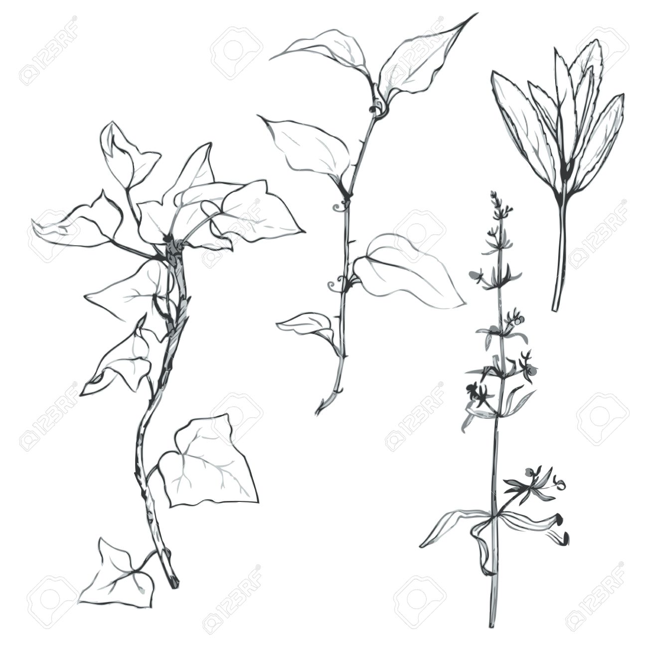1300x1300 Set Of Pencil Drawing Herbs And Leaves, Painted Graphite Pencil