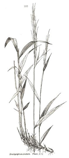 236x541 How To Draw Grass (An Introduction To Negative Drawing