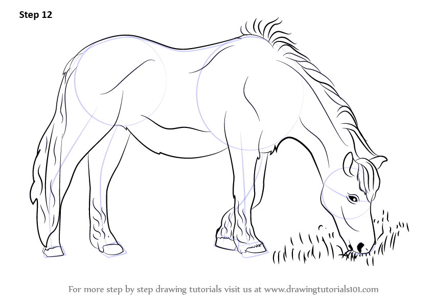 843x596 Learn How To Draw A Horse Eating Grass (Horses) Step By Step