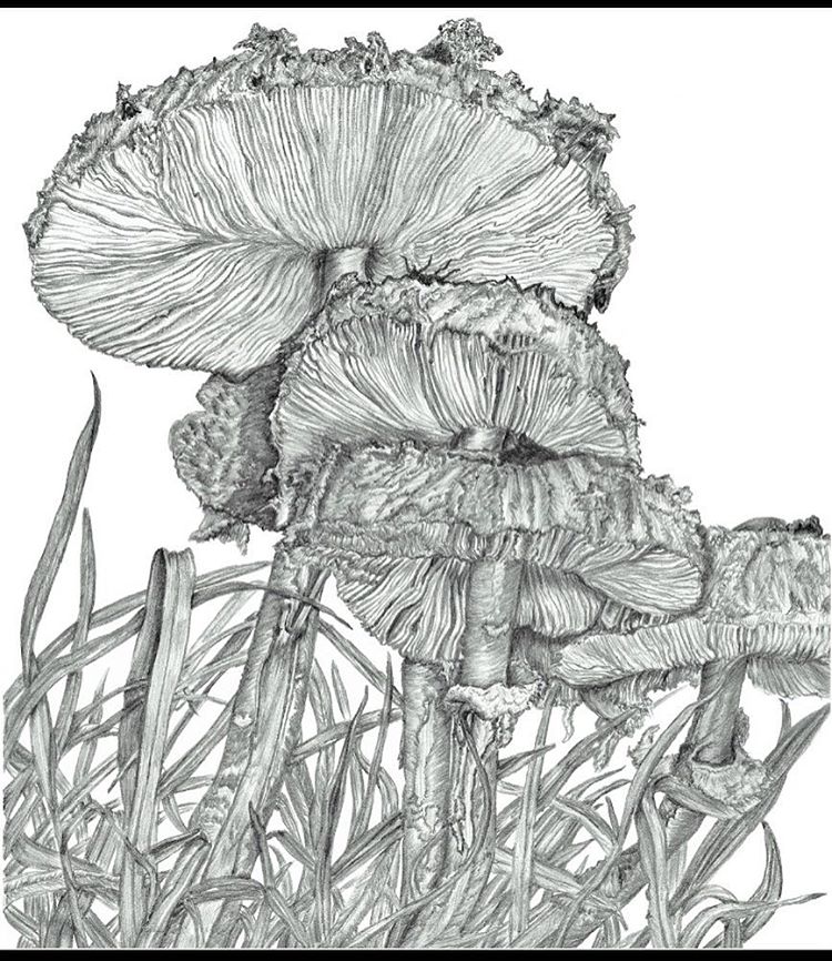 750x866 Toadstools In Grass.