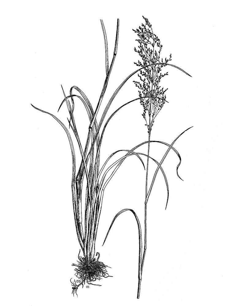 754x1000 Glyceria Grandis (American Manna Grass) Go Botany