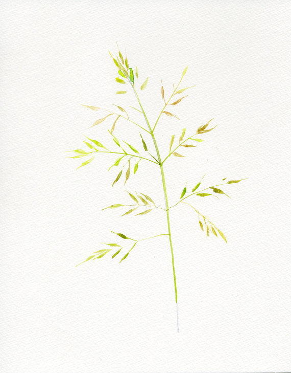 570x729 Grass Botanical Drawing Watercolor Original By Verbruggewatercolor